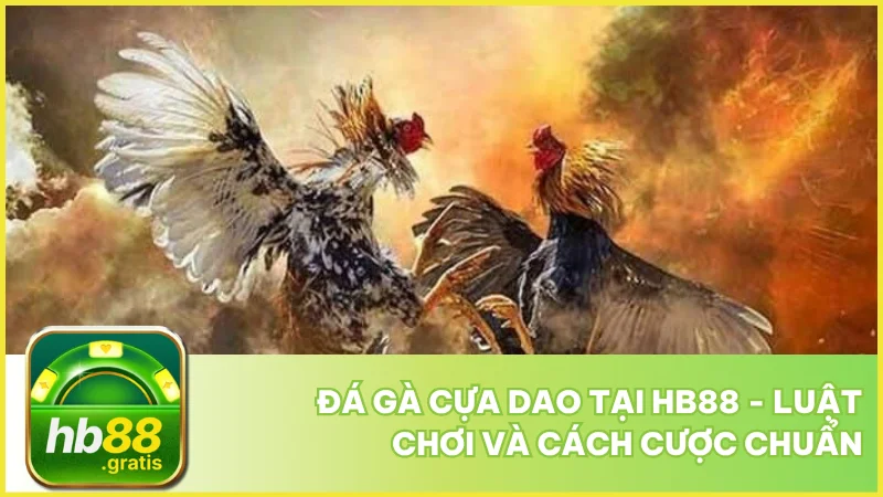 Đá gà cựa dao tại hb88 - Luật chơi và cách cược chuẩn 1 Đá gà cựa dao tại hb88 - Luật chơi và cách cược chuẩn