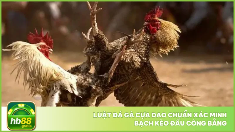 Đá gà cựa dao tại hb88 - Luật chơi và cách cược chuẩn 3 Luật đá gà cựa dao chuẩn xác minh bạch kèo đấu công bằng