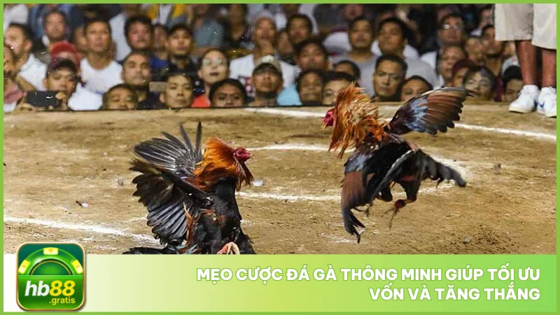 Đá gà cựa dao tại hb88 - Luật chơi và cách cược chuẩn 5 Mẹo cược đá gà thông minh giúp tối ưu vốn và tăng thắng